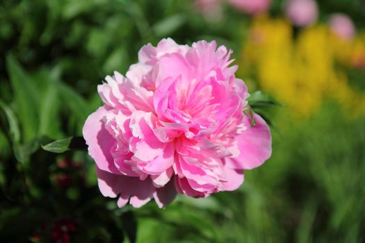 pink peony in the garden on a background of green trees