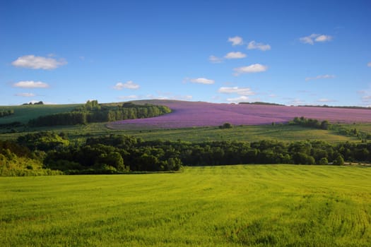 landscape with green field and blue sky