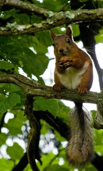 squirrel sits on a tree and eats nuts