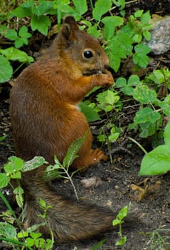 squirrel sits in the grass and eats nuts