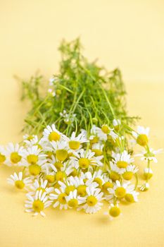 Bunch of fresh chamomile flowers on yellow background