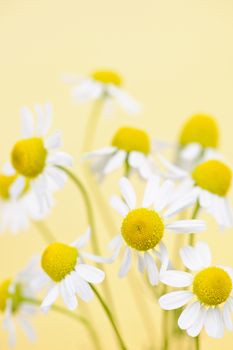 Closeup of chamomile flowers on yellow background