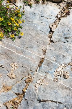 Stone veined marble background and yellow flowers