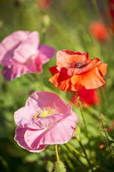 Red and pink poppies in summer garden