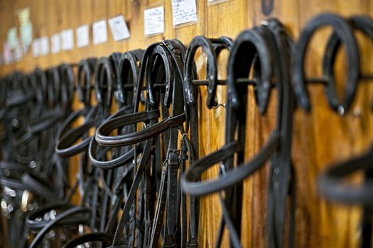 Leather horse bridles and bits hanging on wall of stable