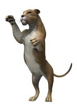 3D digital render of a standing female lion isolated on white background