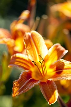 Beautiful orange tiger lily flowers blossoming in garden