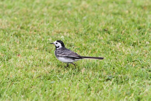 Pied wagtail