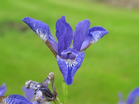 Purple Iris