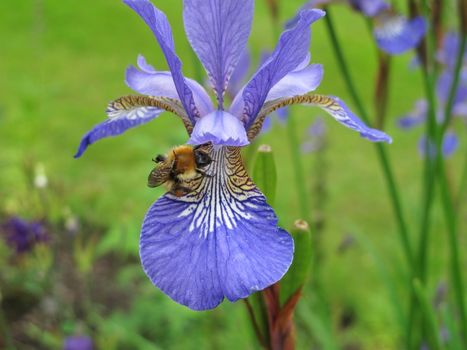 purple Iris with bumble bee