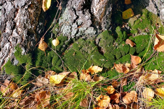 moss near the tree in autumn forest