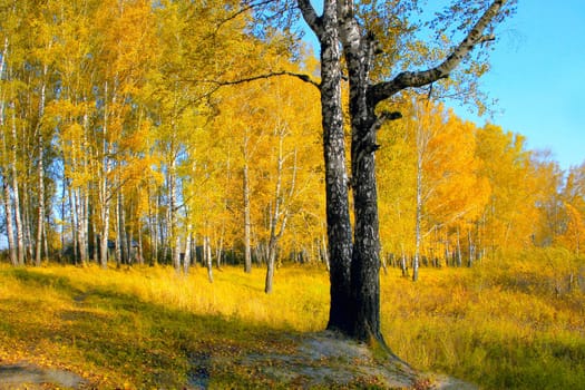 autumn forest in the evening golden sun light