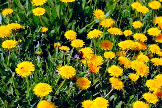 yellow dandelion on green meadow and bumblebee