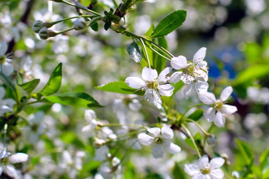 apple tree flowers In the beginning of spring