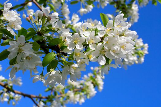 apple tree flowers In the beginning of spring