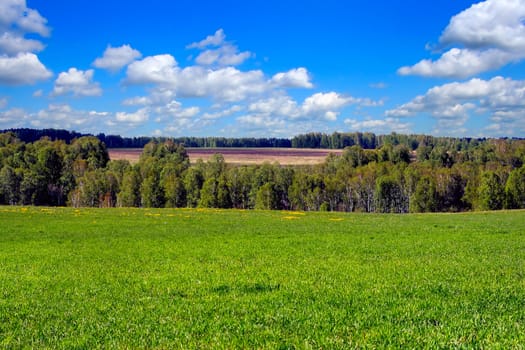 landscape with green fields and forest