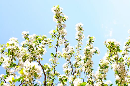 apple tree flowers In the beginning of spring