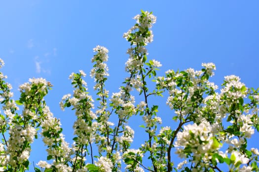 apple tree flowers In the beginning of spring