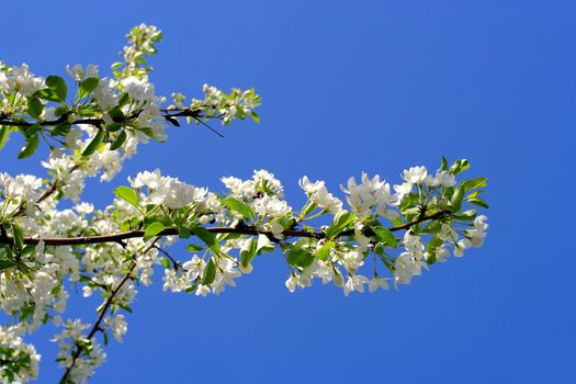 apple tree flowers In the beginning of spring