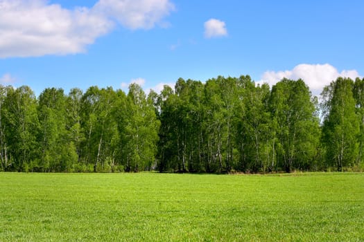 landscape with green fields and forest