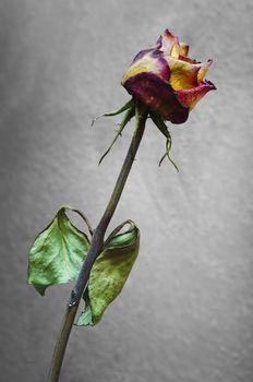 Withered rose on a gray background.