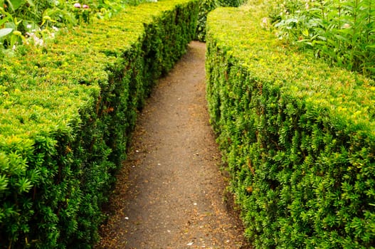 Garden path surrounded by pruned yew