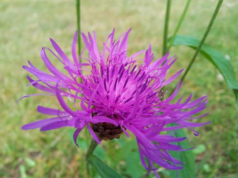 Closeup of violet, purple, cornflower, fresh green grass in background