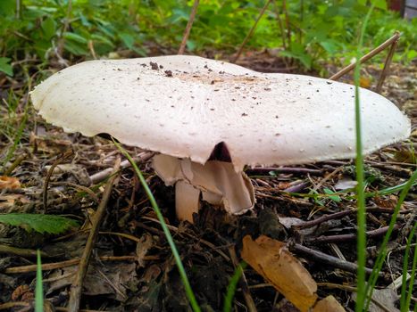 Closeup of white fly-agaric mushroom with wide hat