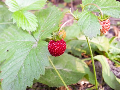 Closeup of uncultivated wild strawberries outdoors at summer