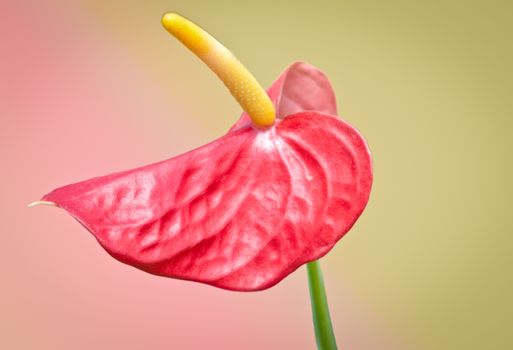 Beautiful Anthedesia anthurium isolated on a colored background .