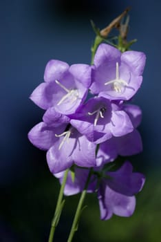 bellflower