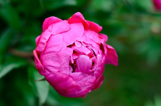 peony