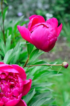 peony