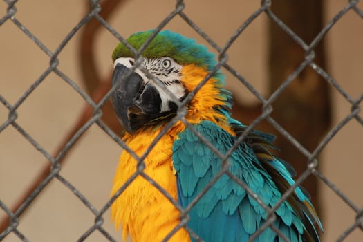 Closeup of angry macaw