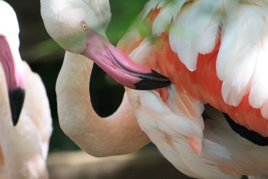 Closeup of a flamingo in a flock