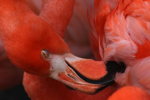 Closeup of flamingo grooming