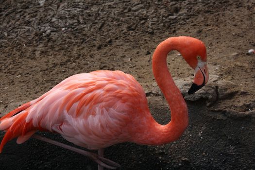 Flamingo in a wading pool