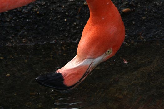 Extreme closeup of flamingo beak as the animal drinks