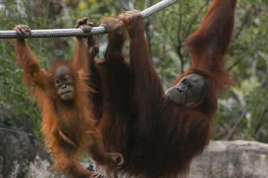 Mother and baby orangutan hang from ropes