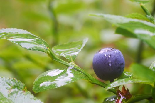 Blueberries covered with dew drops in the�� summer morning