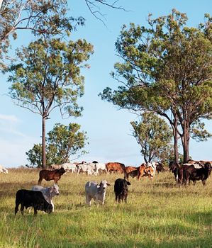 australian herd of beef cattle on australian ranch