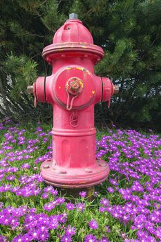 Red Fire hydrant on Bed of Creeping Ice Succulent Plant with Pink Flowers