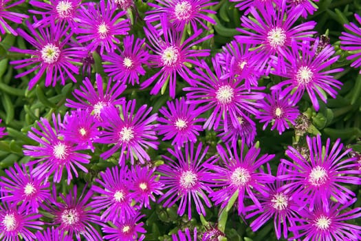 Creeping Shrubby Succulent Ice Plant with Pink Flowers Closeup Macro