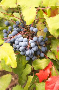 The Oregon Grape Plant with Foliage and Berries Closeup