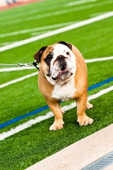 Cute bulldog on a turf football field