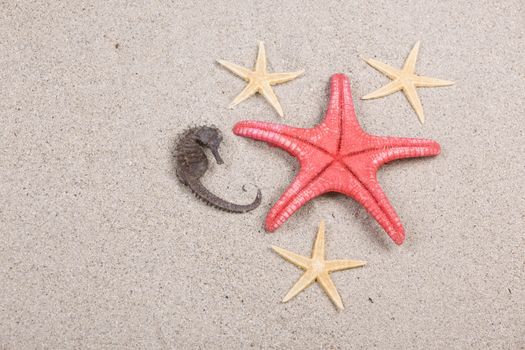 starfish and shells on the beach, vacation memories