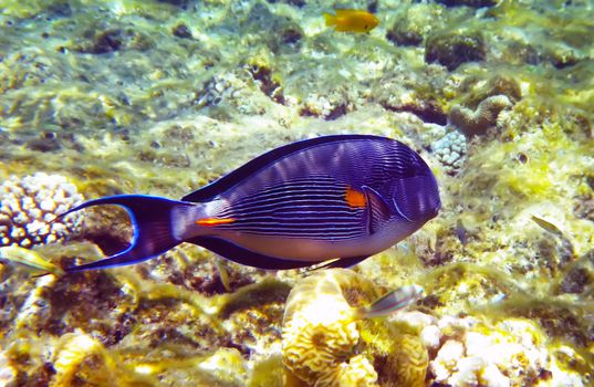 Beautiful arabian surgeonfish underwater deep red sea