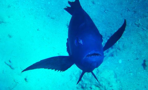 Black fish underwater red sea