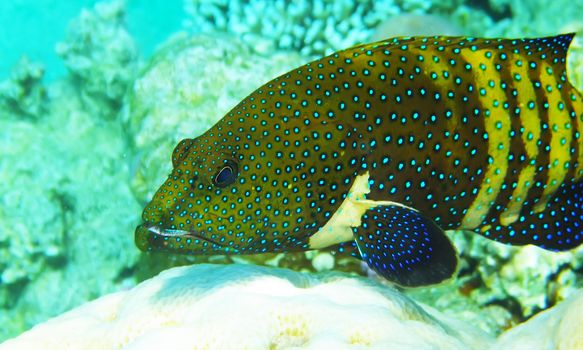 Mimic Roundhead underwater red sea