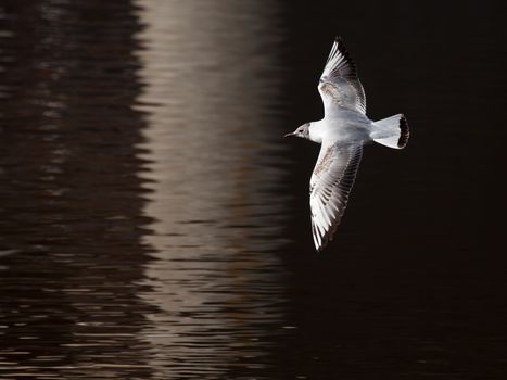 Young bird white seagull flies with spread wings over surface of dark water in early spring